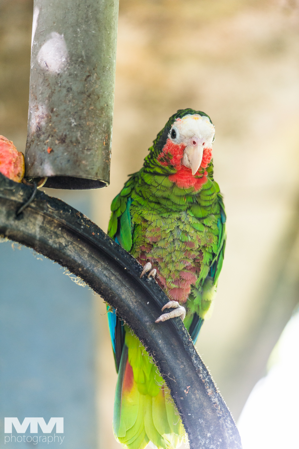 baracoa rzeka yumuri 07