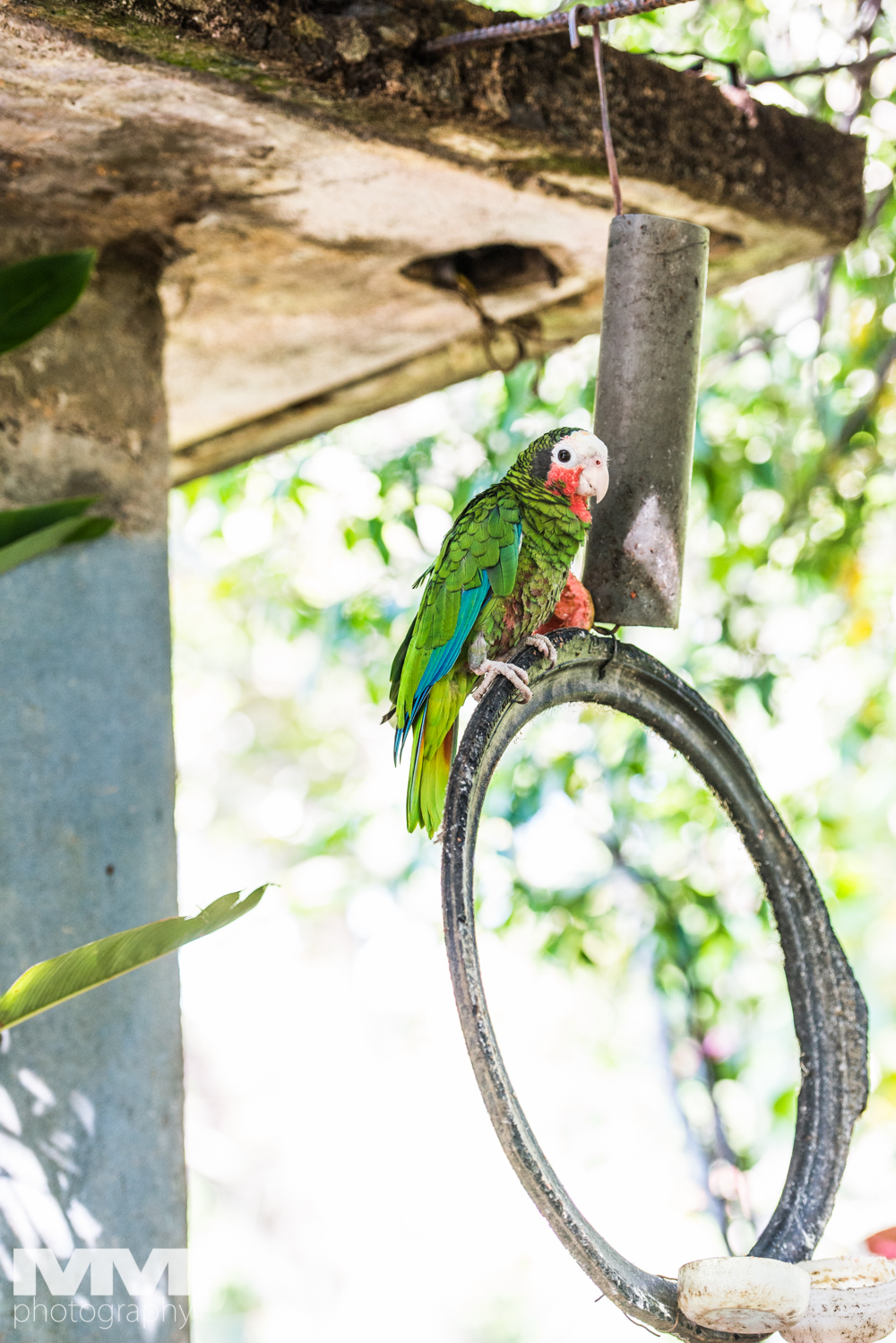 baracoa rzeka yumuri 08