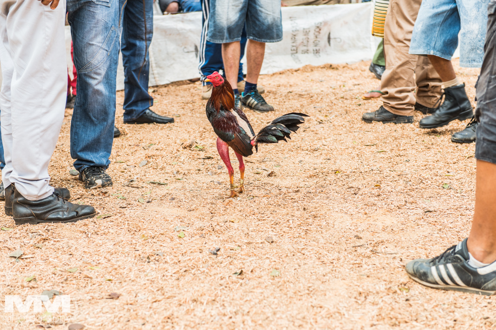 baracoa rzeka yumuri 42
