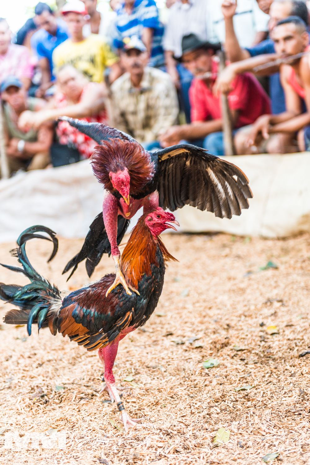 baracoa rzeka yumuri 44