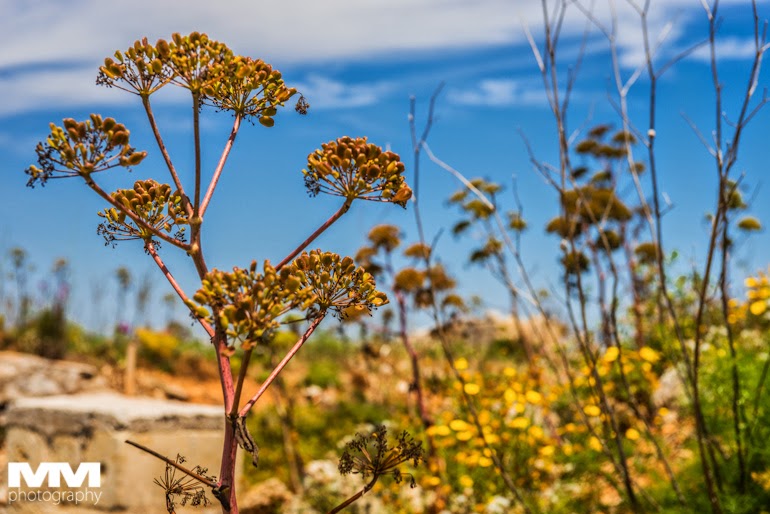 blue grotto dingli cliffs mdina marsaxlokk 18