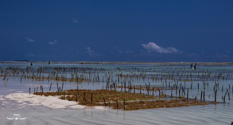 chilling on zanzibar 07
