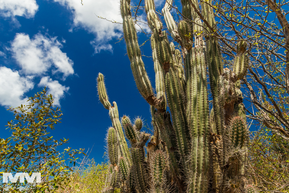curacao plaza daaibooibaai 02
