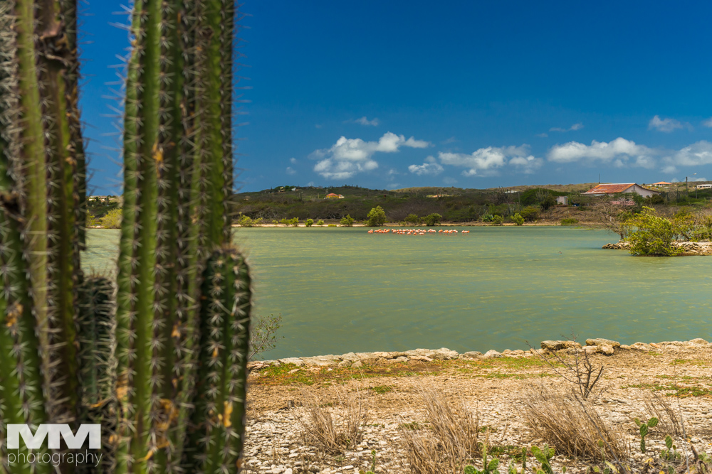 curacao plaza daaibooibaai 18