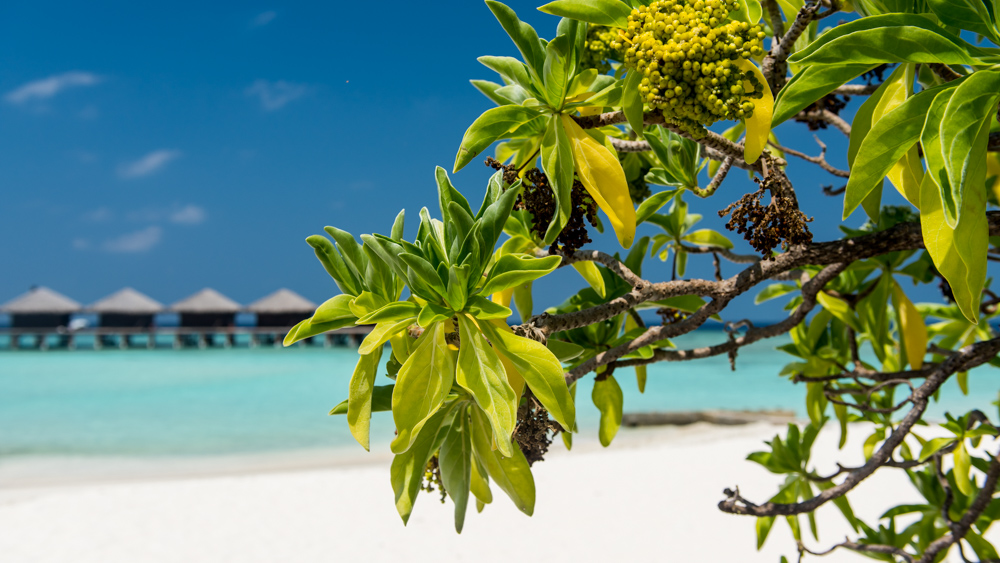 Nilandhoo – wizyta w Filitheyo-4