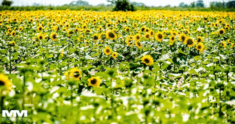 francja elegancja w arles 41