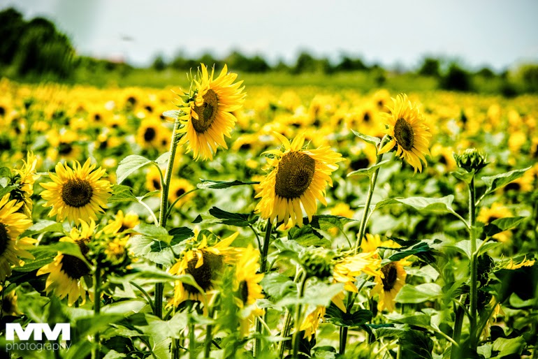 francja elegancja w arles 42