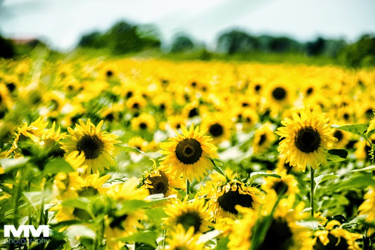 francja elegancja w arles 43