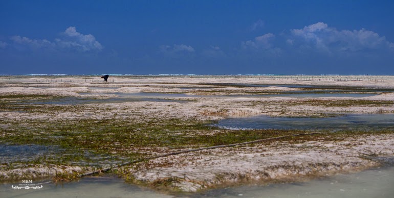 hakuna matata na plazach zanzibaru 11