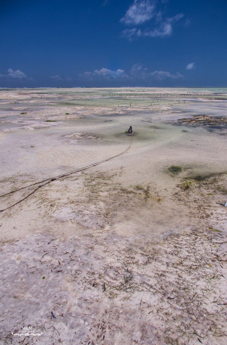 hakuna matata na plazach zanzibaru 12