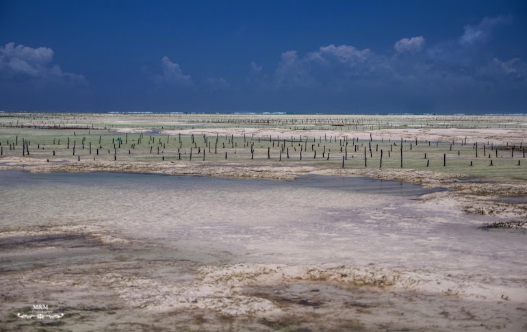 hakuna matata na plazach zanzibaru 15