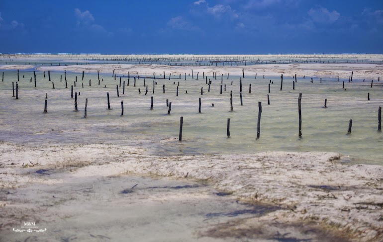 hakuna matata na plazach zanzibaru 16