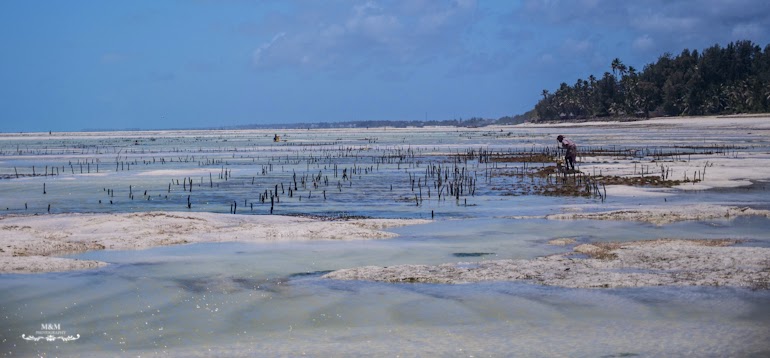 hakuna matata na plazach zanzibaru 18