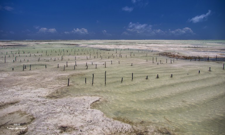 hakuna matata na plazach zanzibaru 19