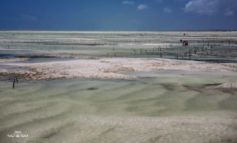 hakuna matata na plazach zanzibaru 20
