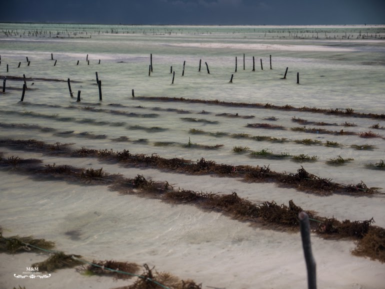 hakuna matata na plazach zanzibaru 21