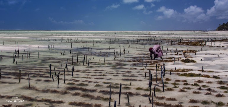 hakuna matata na plazach zanzibaru 22