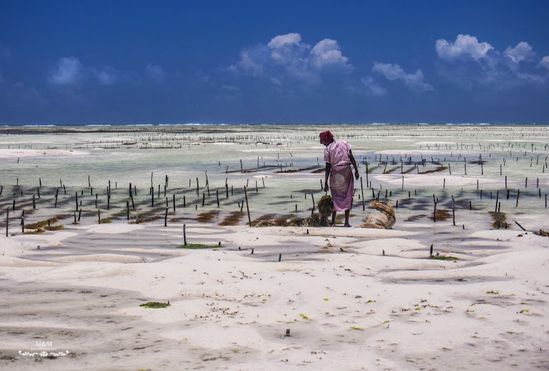 hakuna matata na plazach zanzibaru 23