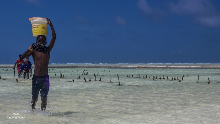 hakuna matata na plazach zanzibaru 37