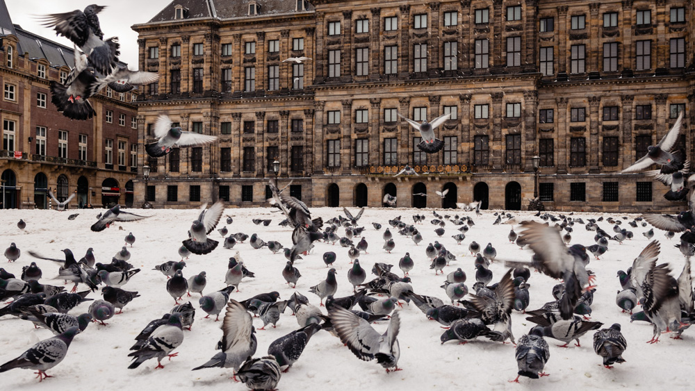 Co zobaczyc w Amsterdamie