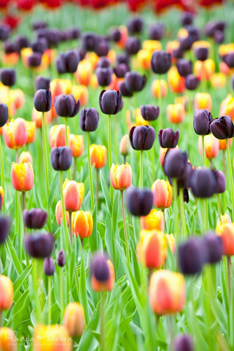 keukenhof 11