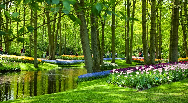 keukenhof 19