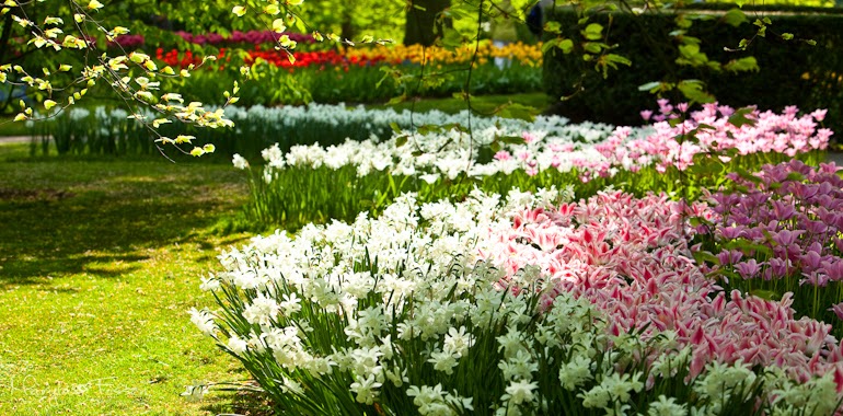 keukenhof 24
