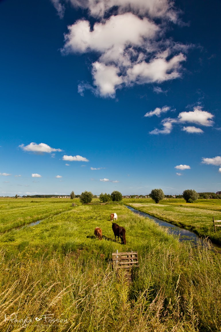 kinderdijk 09