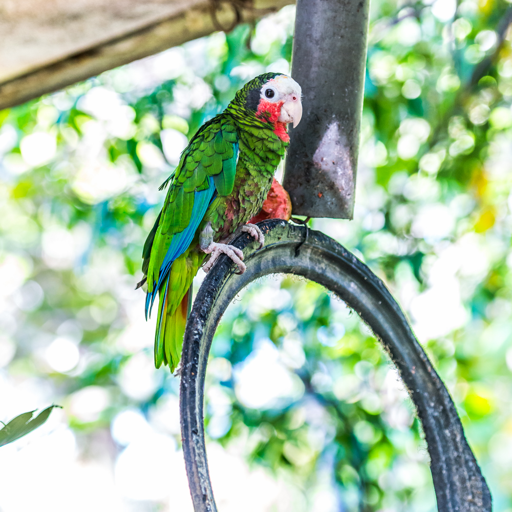 kuba czy dominikana gdzie jechac porownanie 28 1