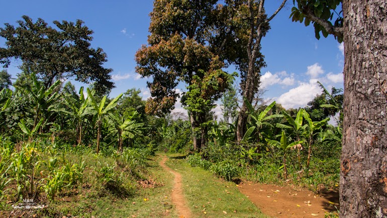 life at the foot of kilimanjaro 04