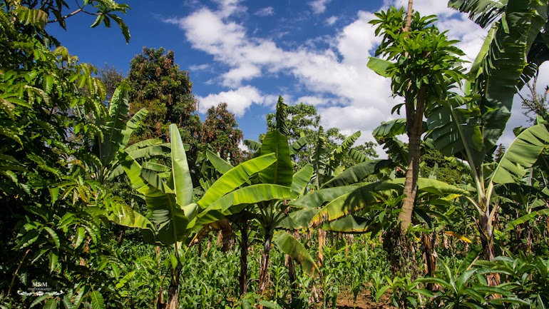 life at the foot of kilimanjaro 05