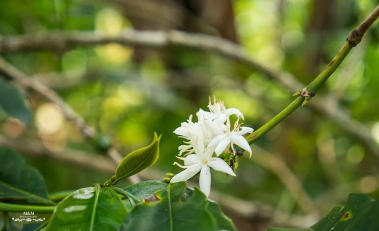 life at the foot of kilimanjaro 08