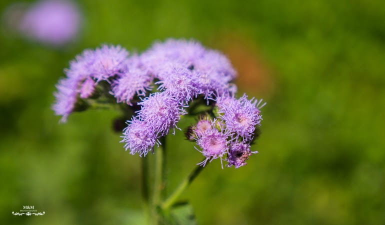 life at the foot of kilimanjaro 09