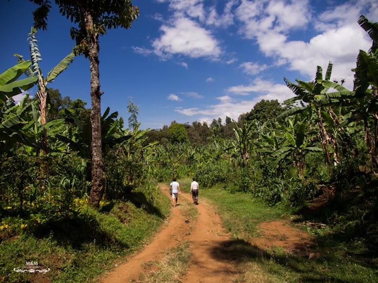 life at the foot of kilimanjaro 12