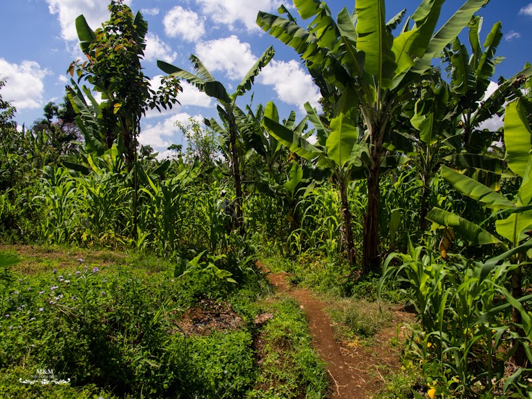 life at the foot of kilimanjaro 13