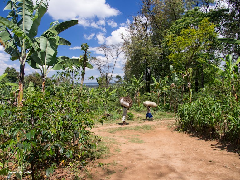 life at the foot of kilimanjaro 15