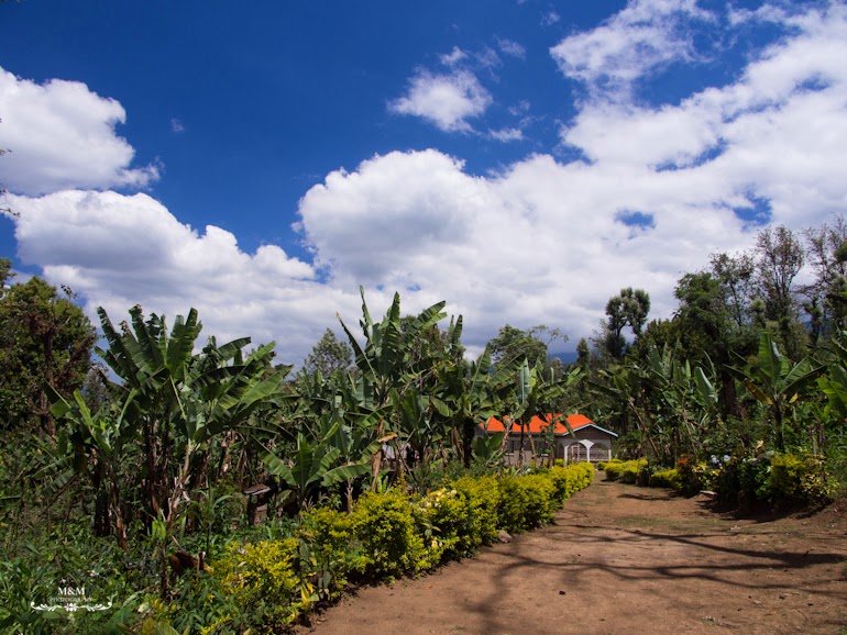 life at the foot of kilimanjaro 23
