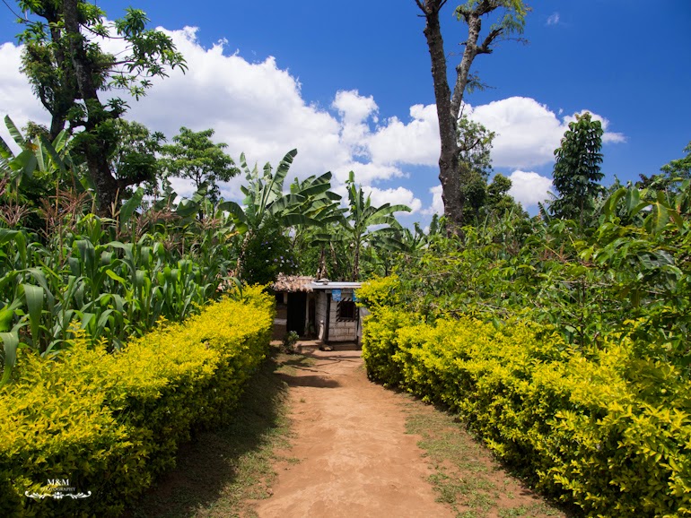 life at the foot of kilimanjaro 28