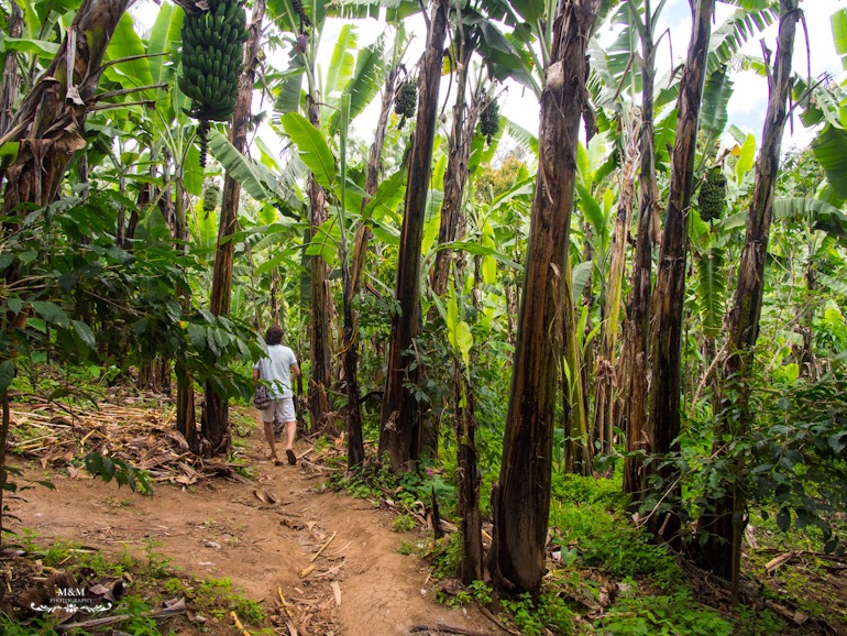 life at the foot of kilimanjaro 43