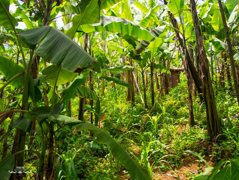 life at the foot of kilimanjaro 44