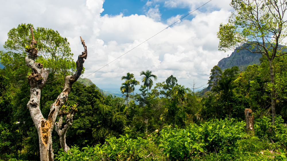 Co zobaczyc w Ella - Sri Lanka-8