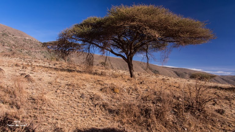 ngorongoro krater safari tanzania 06