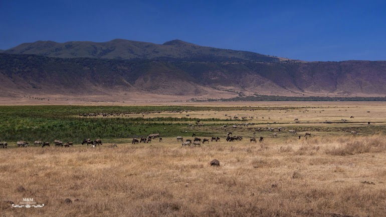 ngorongoro krater safari tanzania 08