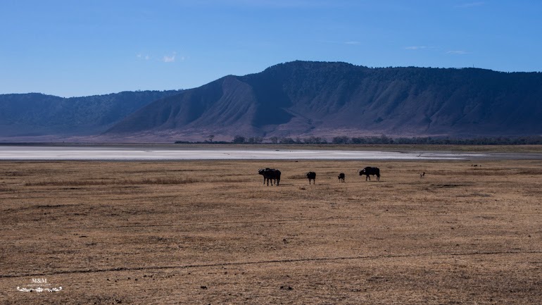 ngorongoro krater safari tanzania 10
