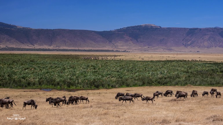 ngorongoro krater safari tanzania 11