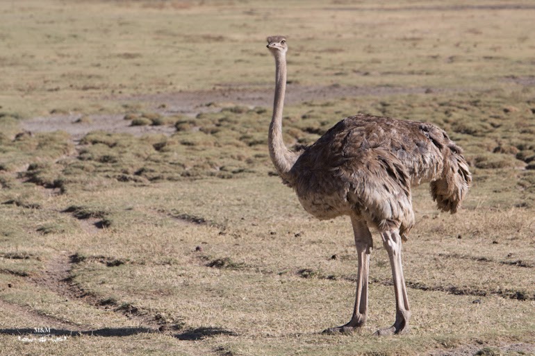 ngorongoro krater safari tanzania 13