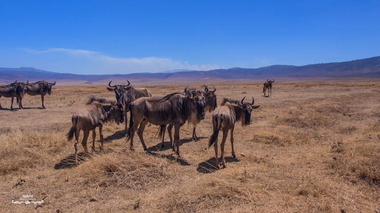 ngorongoro krater safari tanzania 14