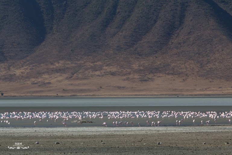 ngorongoro krater safari tanzania 15