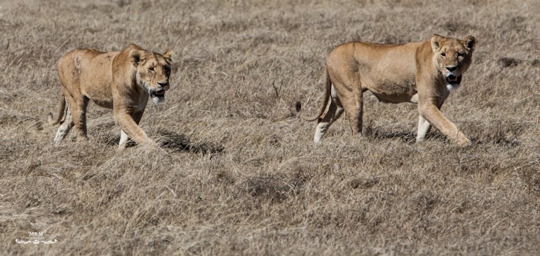 ngorongoro krater safari tanzania 16