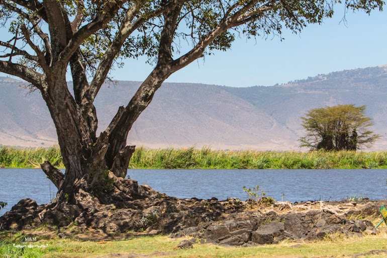 ngorongoro krater safari tanzania 19